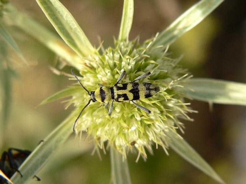 Chlorophorus varius (Cerambycidae)